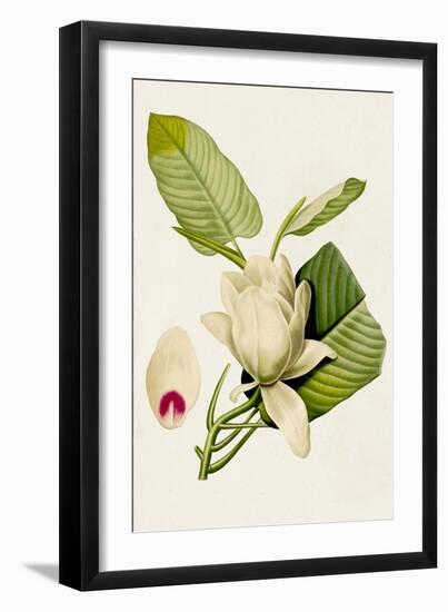 Magnolia Flowers II-Unknown-Framed Art Print