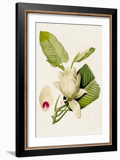 Magnolia Flowers II-Unknown-Framed Art Print