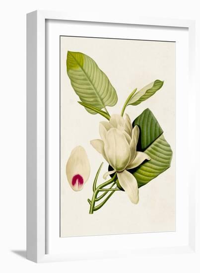 Magnolia Flowers II-Unknown-Framed Art Print
