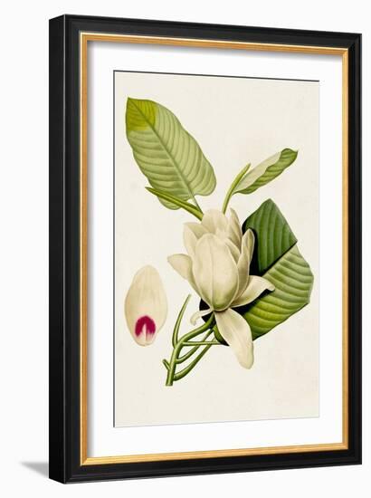 Magnolia Flowers II-Unknown-Framed Art Print