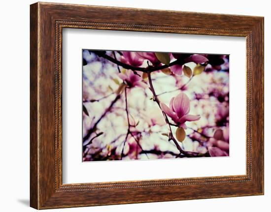 Magnolia Flowers-Roxana_ro-Framed Photographic Print