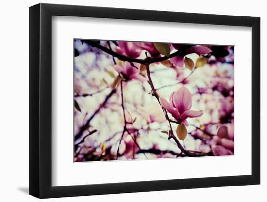 Magnolia Flowers-Roxana_ro-Framed Photographic Print