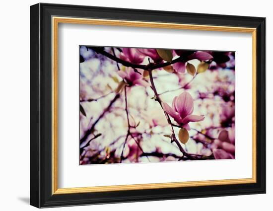 Magnolia Flowers-Roxana_ro-Framed Photographic Print