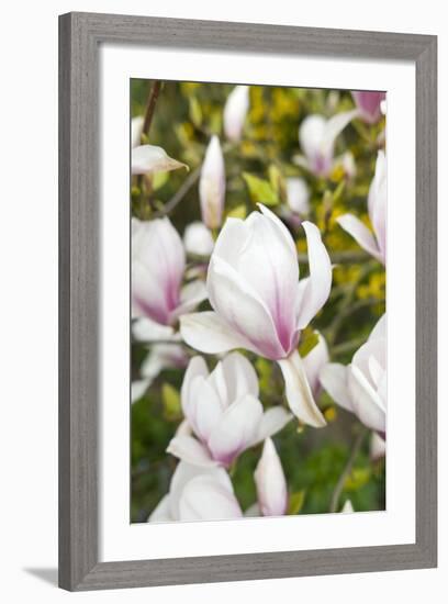 Magnolia Flowers-null-Framed Photographic Print