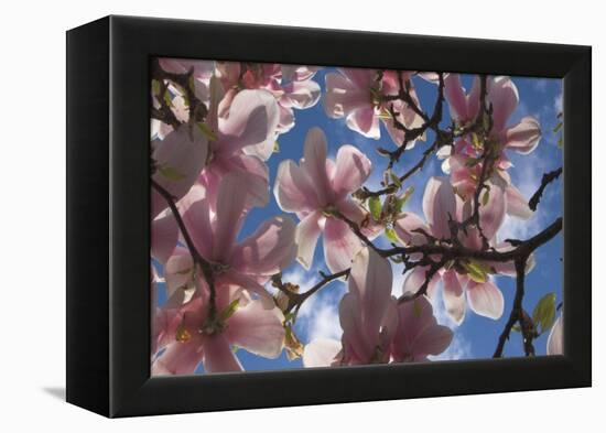 Magnolia flowers-Charles Bowman-Framed Premier Image Canvas