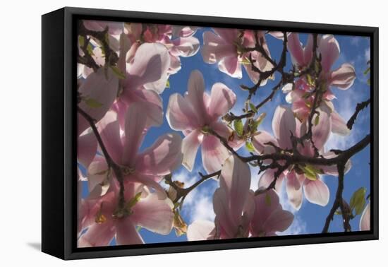 Magnolia flowers-Charles Bowman-Framed Premier Image Canvas
