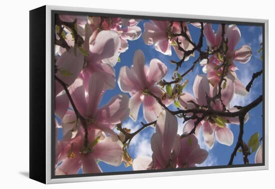 Magnolia flowers-Charles Bowman-Framed Premier Image Canvas