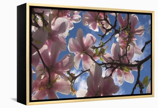 Magnolia flowers-Charles Bowman-Framed Premier Image Canvas