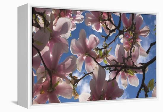 Magnolia flowers-Charles Bowman-Framed Premier Image Canvas