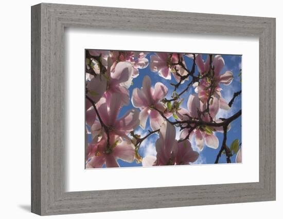 Magnolia flowers-Charles Bowman-Framed Photographic Print