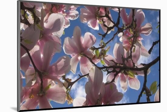 Magnolia flowers-Charles Bowman-Mounted Photographic Print