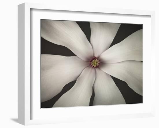 Magnolia Focus-Assaf Frank-Framed Giclee Print