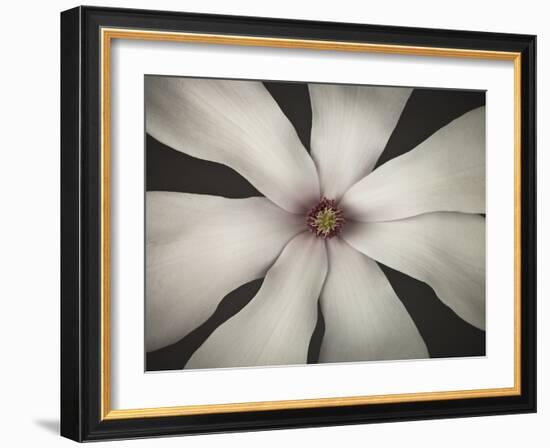 Magnolia Focus-Assaf Frank-Framed Giclee Print