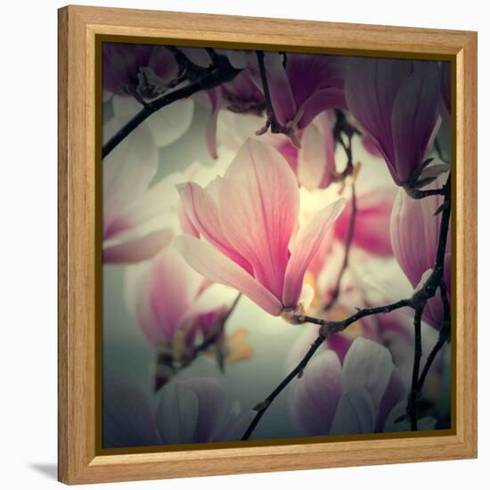 Magnolia Forever-Philippe Sainte-Laudy-Framed Premier Image Canvas