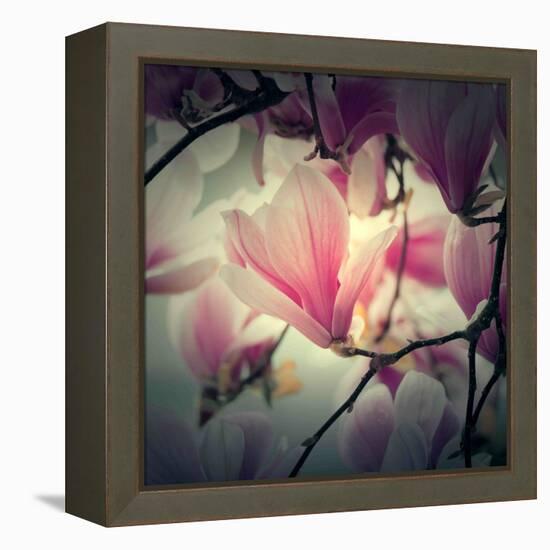 Magnolia Forever-Philippe Sainte-Laudy-Framed Premier Image Canvas