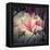 Magnolia Forever-Philippe Sainte-Laudy-Framed Premier Image Canvas