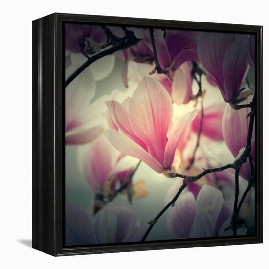 Magnolia Forever-Philippe Sainte-Laudy-Framed Premier Image Canvas