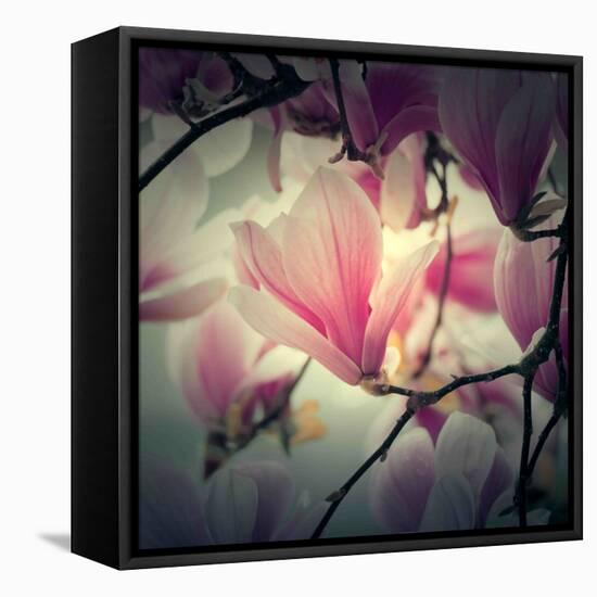 Magnolia Forever-Philippe Sainte-Laudy-Framed Premier Image Canvas