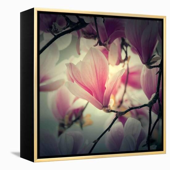 Magnolia Forever-Philippe Sainte-Laudy-Framed Premier Image Canvas