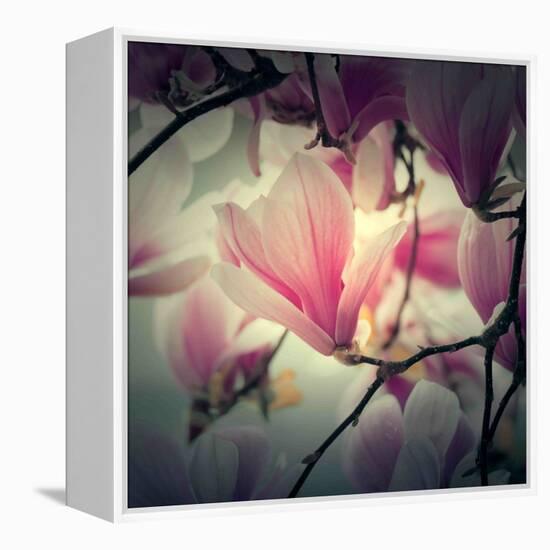 Magnolia Forever-Philippe Sainte-Laudy-Framed Premier Image Canvas