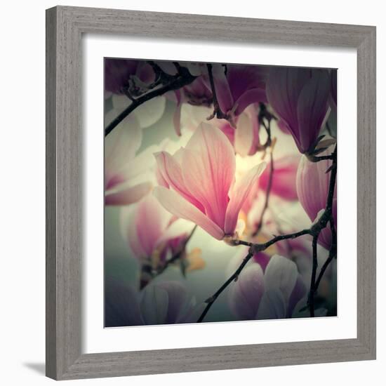 Magnolia Forever-Philippe Sainte-Laudy-Framed Photographic Print