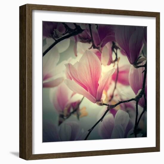 Magnolia Forever-Philippe Sainte-Laudy-Framed Photographic Print