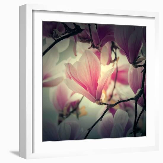 Magnolia Forever-Philippe Sainte-Laudy-Framed Photographic Print