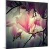 Magnolia Forever-Philippe Sainte-Laudy-Mounted Photographic Print