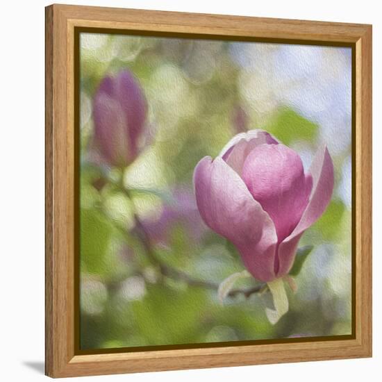 Magnolia Forever-Viviane Fedieu Daniel-Framed Stretched Canvas