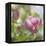 Magnolia Forever-Viviane Fedieu Daniel-Framed Stretched Canvas