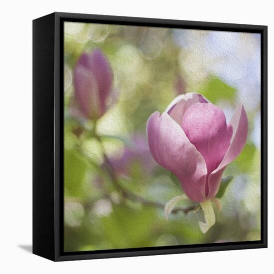 Magnolia Forever-Viviane Fedieu Daniel-Framed Stretched Canvas