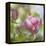 Magnolia Forever-Viviane Fedieu Daniel-Framed Stretched Canvas