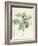 Magnolia Glauca, 1811-Pierre Joseph Redoute-Framed Giclee Print