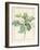 Magnolia Glauca, 1811-Pierre Joseph Redoute-Framed Giclee Print