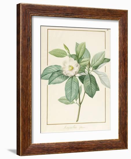 Magnolia Glauca, 1811-Pierre Joseph Redoute-Framed Giclee Print