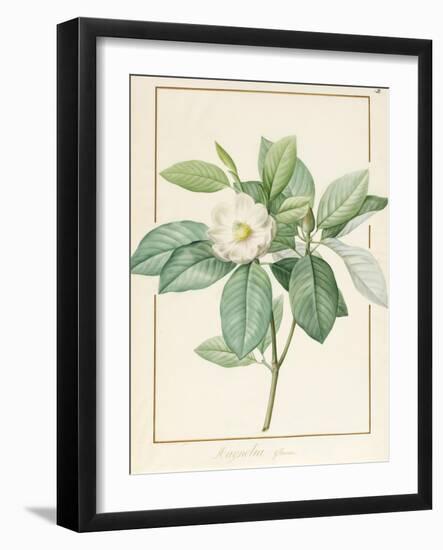 Magnolia Glauca, 1811-Pierre Joseph Redoute-Framed Giclee Print