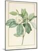 Magnolia Glauca, 1811-Pierre Joseph Redoute-Mounted Giclee Print