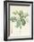 Magnolia Glauca, 1811-Pierre Joseph Redoute-Framed Giclee Print