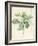 Magnolia Glauca, 1811-Pierre Joseph Redoute-Framed Giclee Print