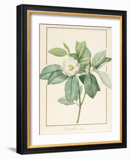 Magnolia Glauca, 1811-Pierre Joseph Redoute-Framed Giclee Print