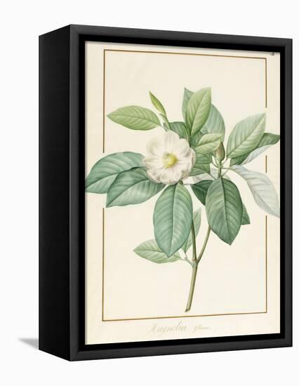 Magnolia Glauca, 1811-Pierre Joseph Redoute-Framed Premier Image Canvas