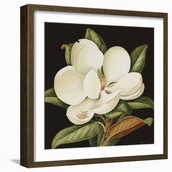 Magnolia Grandiflora, 2003-Jenny Barron-Framed Giclee Print