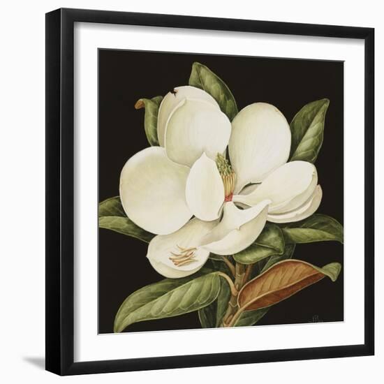 Magnolia Grandiflora, 2003-Jenny Barron-Framed Giclee Print