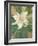 Magnolia Grandiflora-Christian Rohlfs-Framed Giclee Print