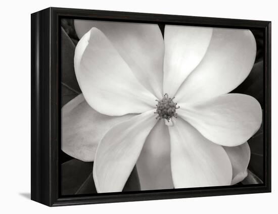 Magnolia I-Jim Christensen-Framed Premier Image Canvas