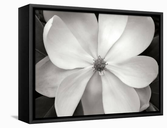 Magnolia I-Jim Christensen-Framed Premier Image Canvas