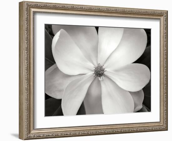 Magnolia I-Jim Christensen-Framed Photographic Print