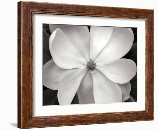 Magnolia I-Jim Christensen-Framed Photographic Print