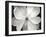 Magnolia I-Jim Christensen-Framed Photographic Print