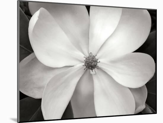 Magnolia I-Jim Christensen-Mounted Photographic Print